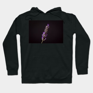 Lavender on Black Hoodie